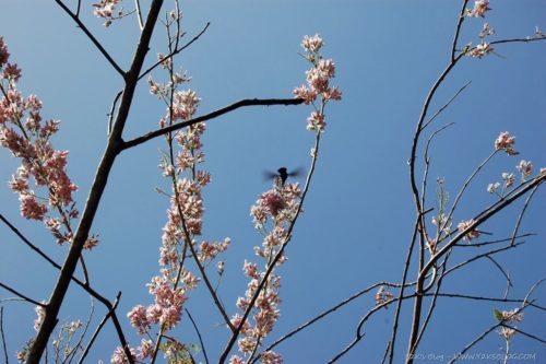 Indian River Colibri - Dominica