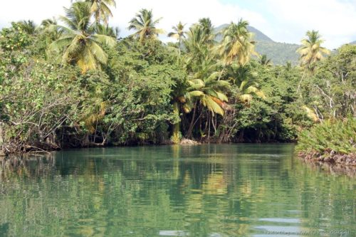 Indian River - Dominica