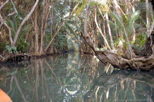 Indian River - Dominica