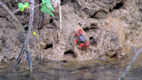 Indian River - Dominica