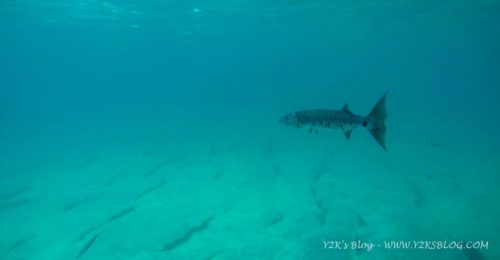 Barracuda - Marigot - St. Martin