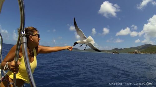 Bird Feeding