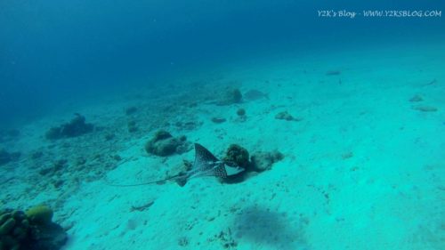 Spotted Eagle Ray