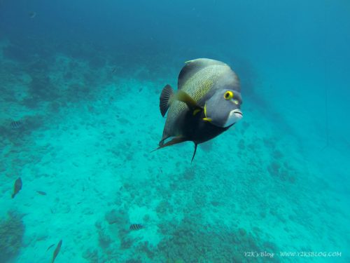 French Angelfish