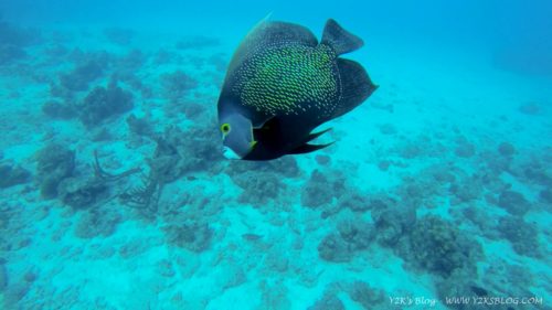 French Angelfish