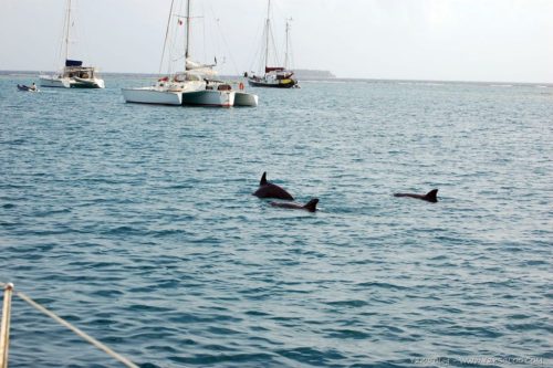 I delfini di Green Island