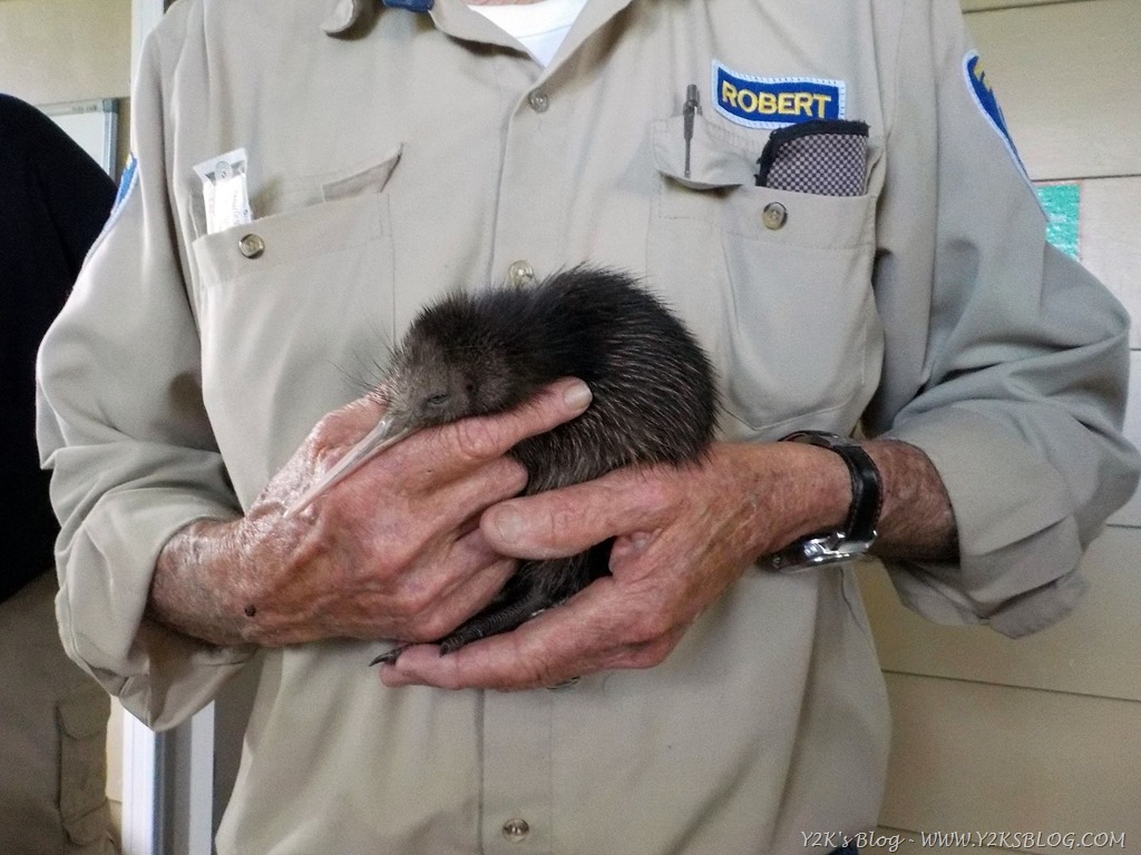 Baby Kiwi