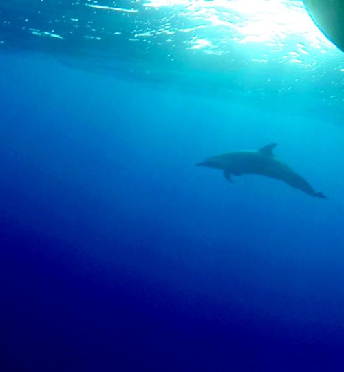 Un delfino nuota sotto la nostra prua