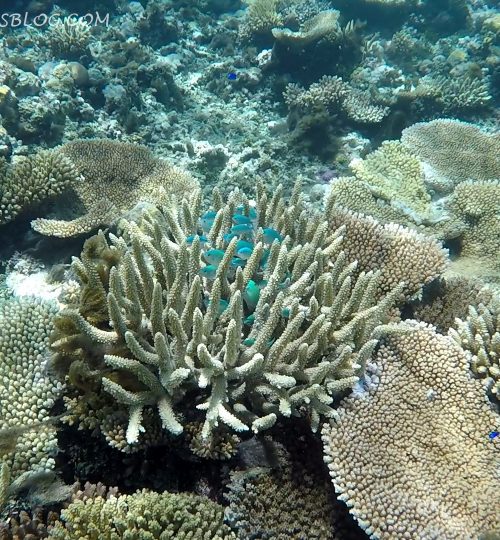 Coral garden di Ha'apai - Tonga