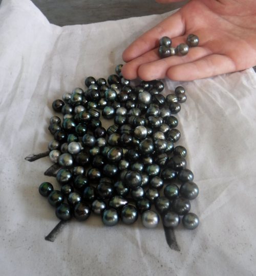 Le perle nere di Raroia - Tuamotu