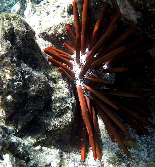 Riccio matita di Vava'u - Tonga